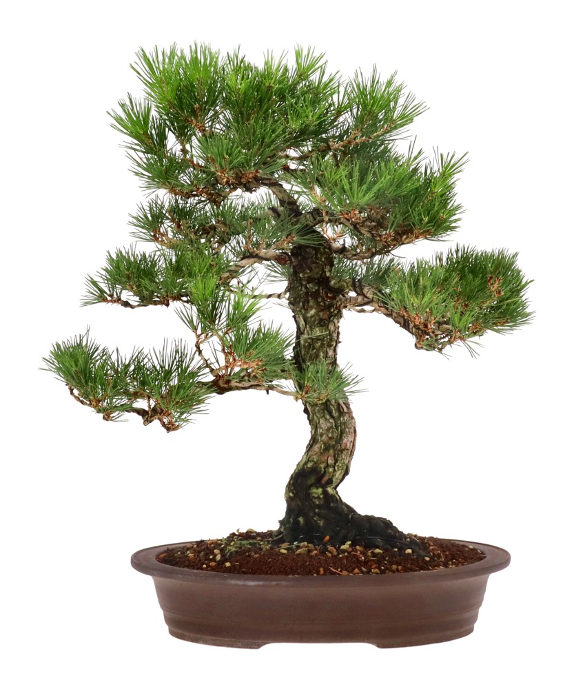 Japanese black pine, approx. 25 y. (53 cm)