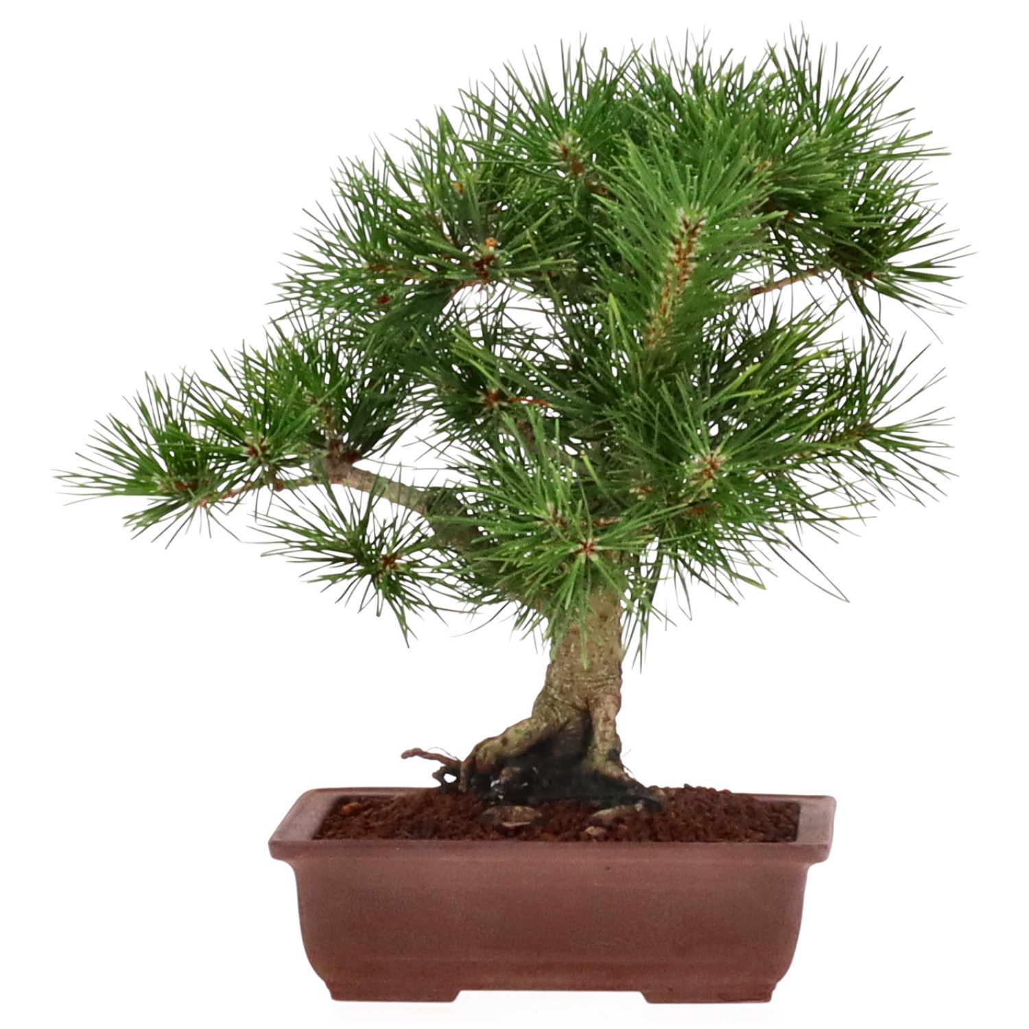 Japanese black pine, approx. 12 y. (26 cm)