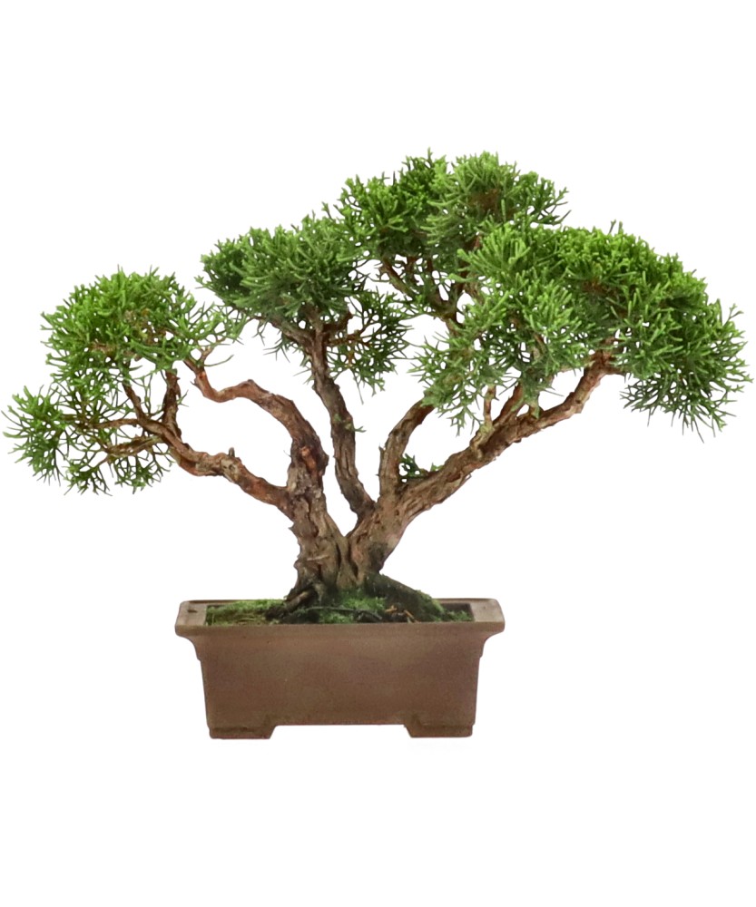 Chinese juniper, approx. 12 y. (21 cm)