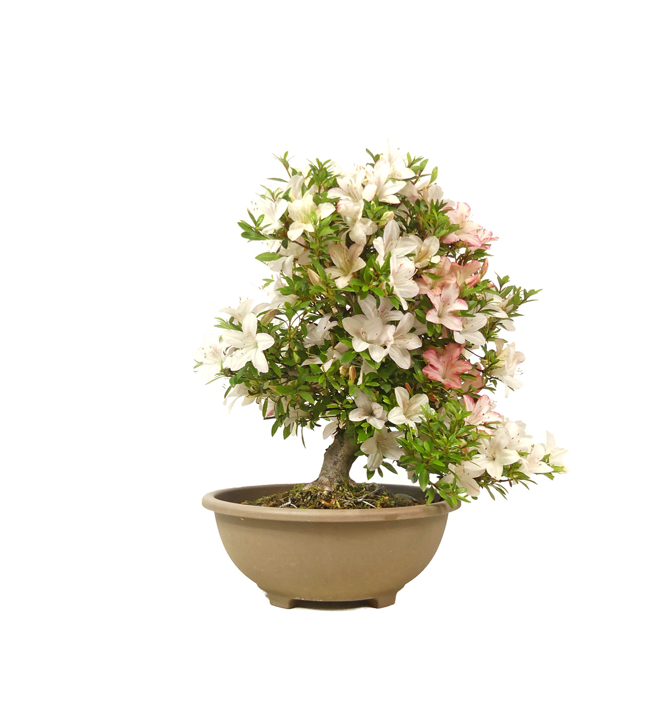 Japanese azalea, ca. 20 years (37 cm)