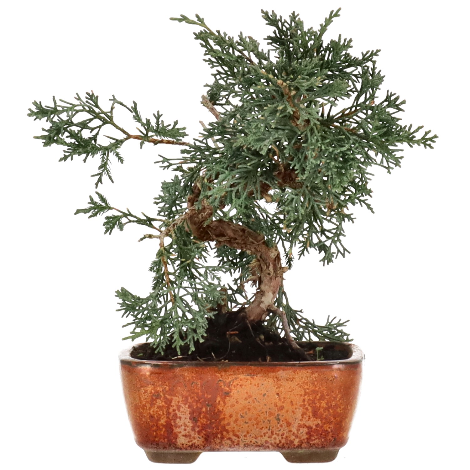 Chinese juniper, approx. 8 y. (19 cm)