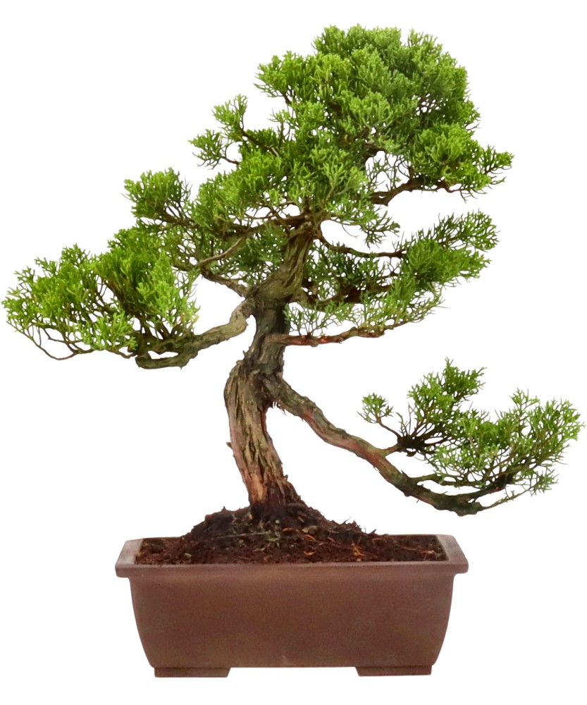 Chinese juniper, approx. 25 y. (43 cm)