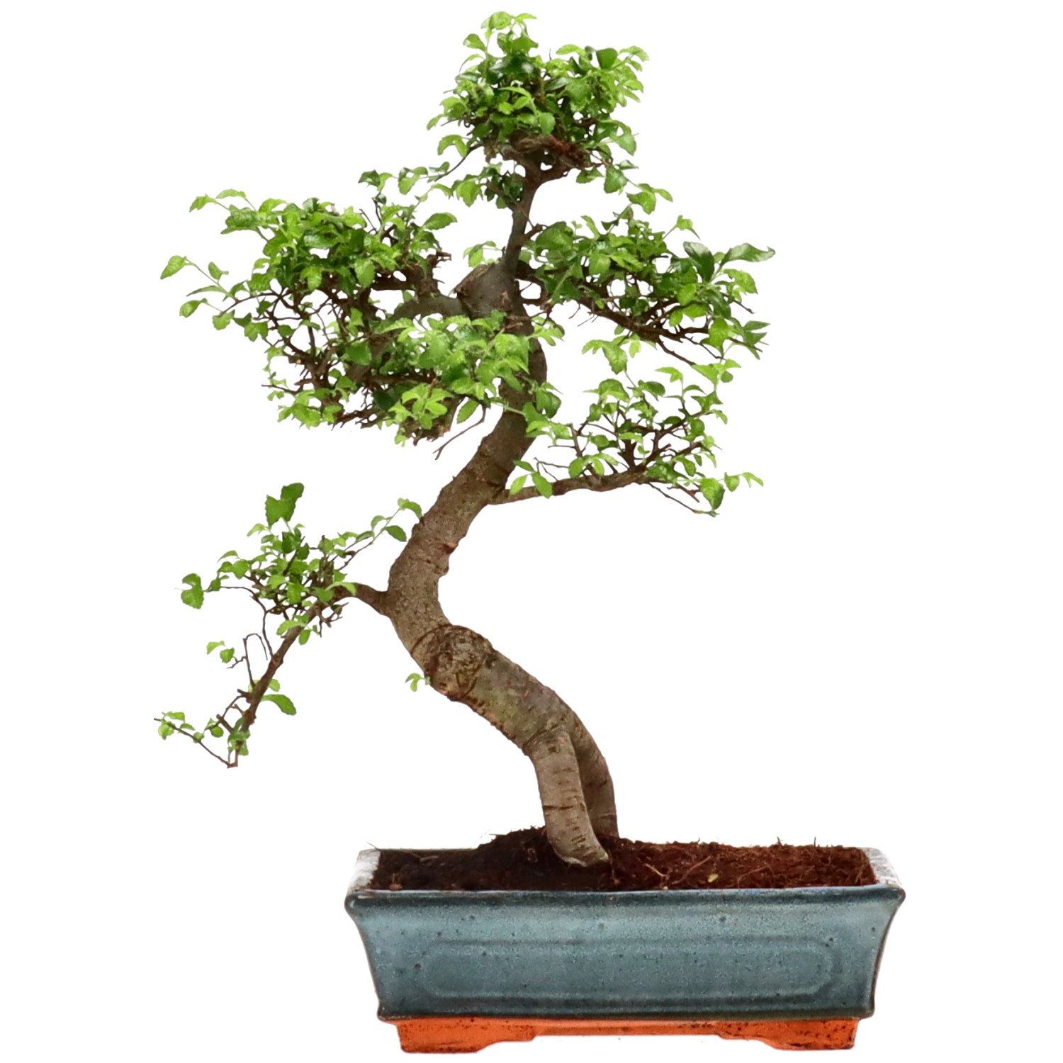 Chinese elm, approx. 14 y. (39 cm)