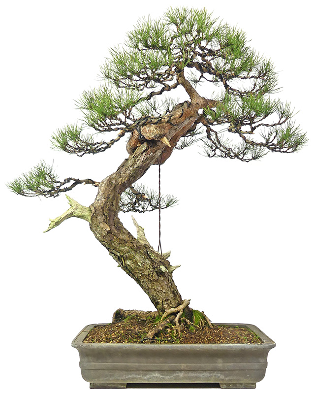 Pinus sylvestris, env. 50 ans (83 cm)