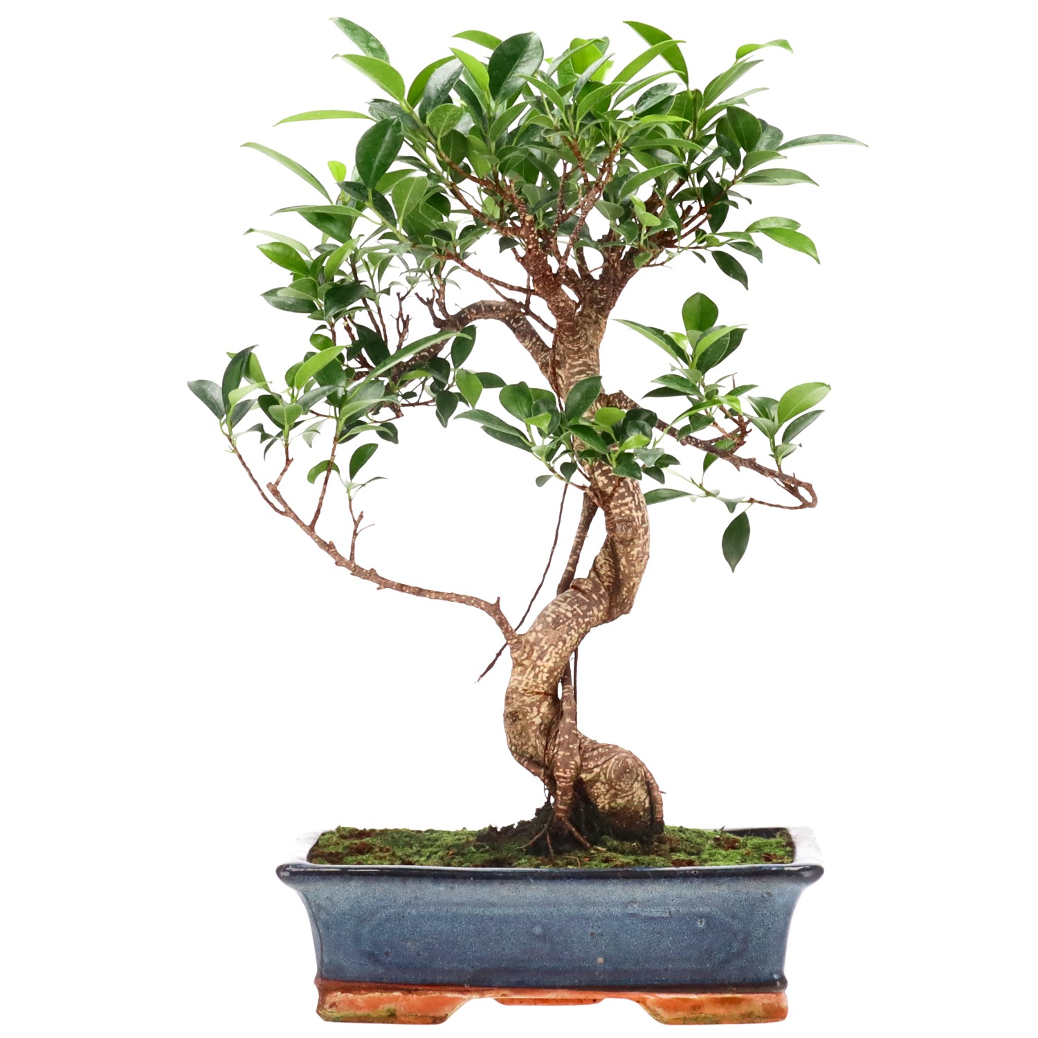 Ficus Retusa, env. 14 ans (40 cm)