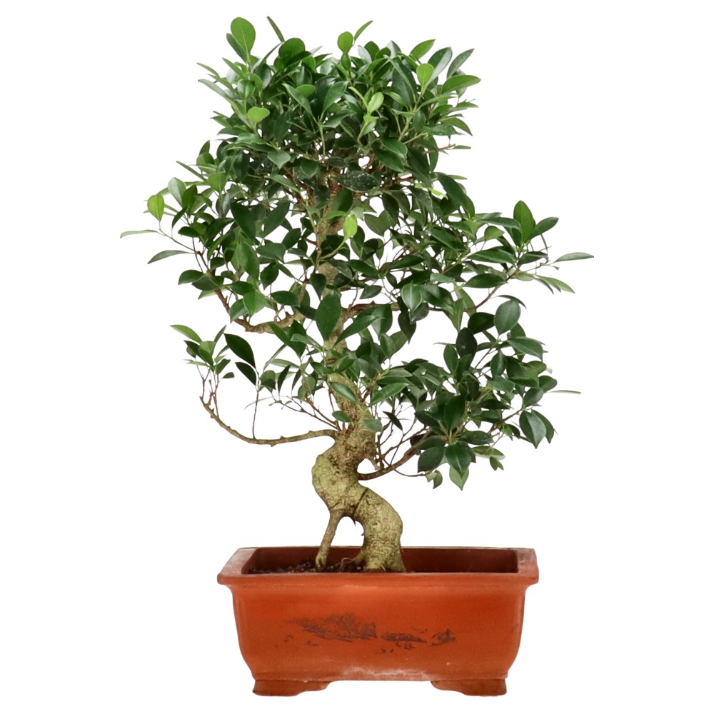 Ficus Retusa, env. 16 ans (55 cm)