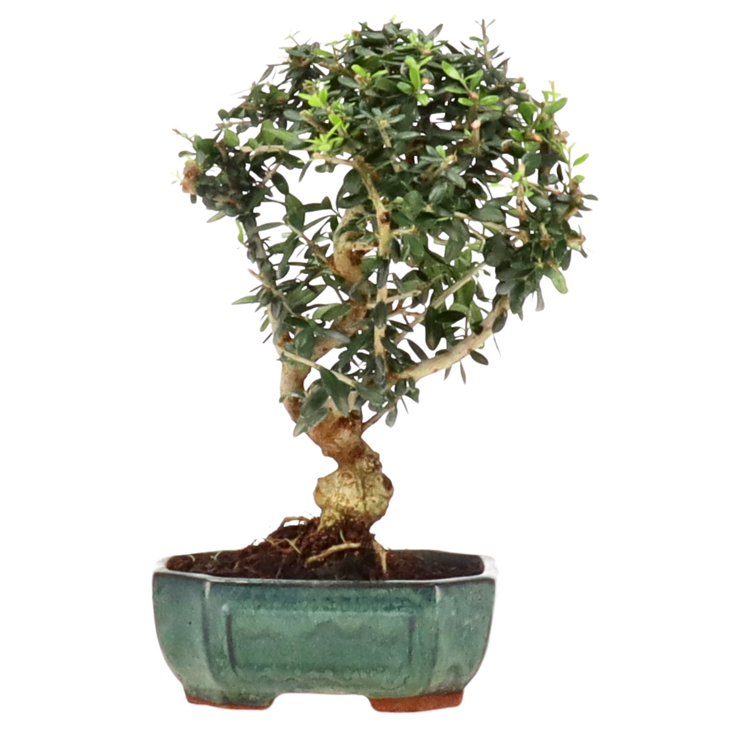 Olea sylvestris, ca. 8 anni (25 cm)