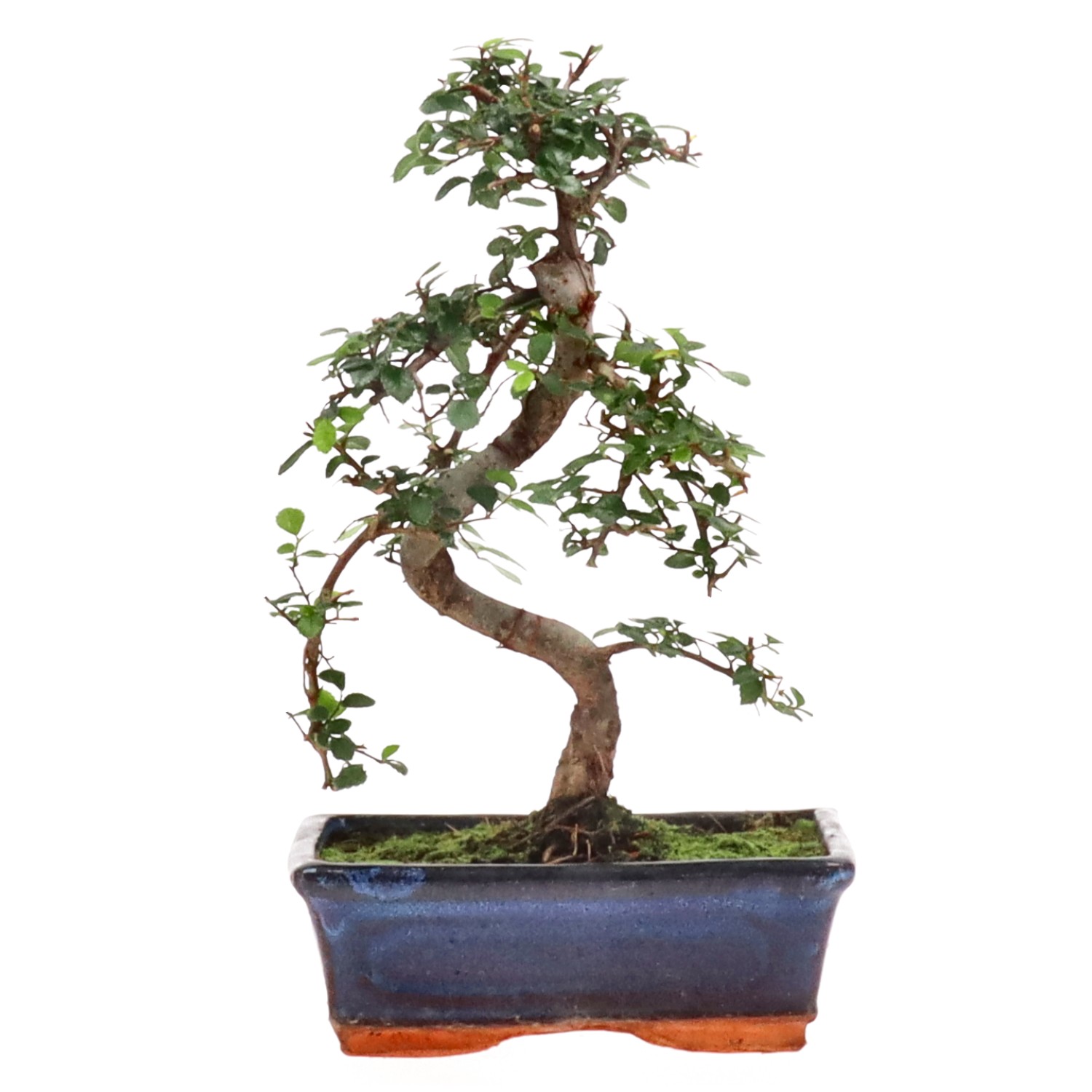 Chinese elm, approx. 9 y. (26 cm)