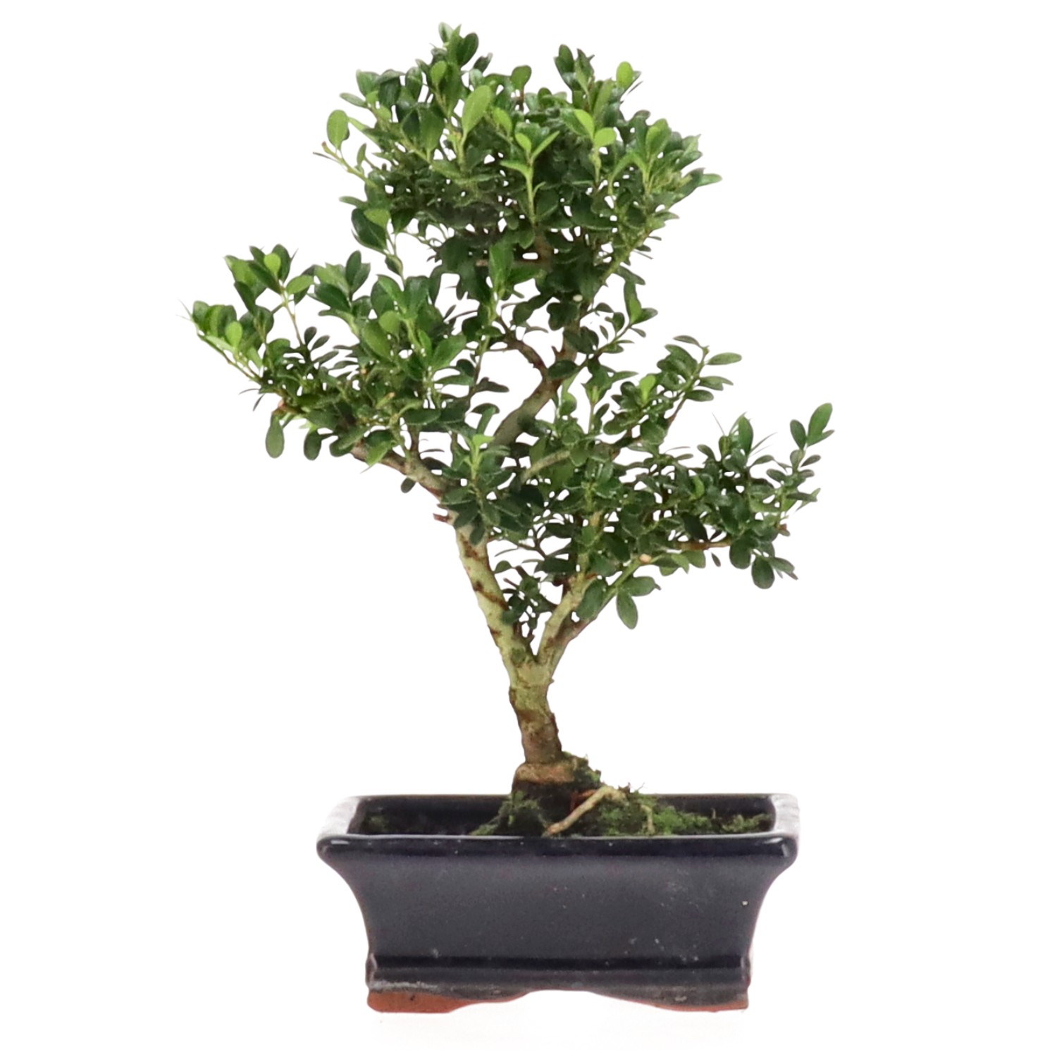 Japanese Holly, approx. 7 y. (25 cm)