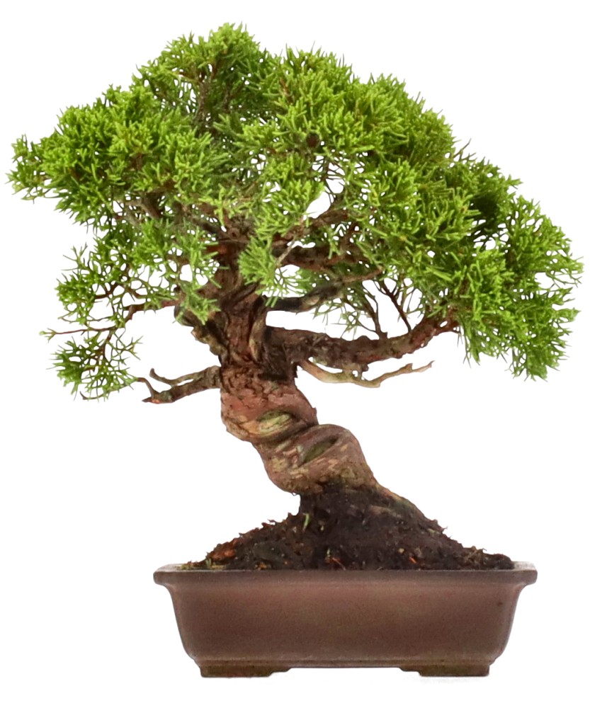 Chinese juniper, approx. 25 y. (23 cm)