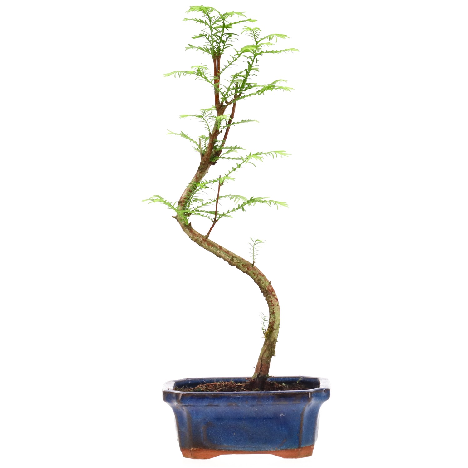 Metasequoia glyptostroboides, env. 5 ans (31 cm)