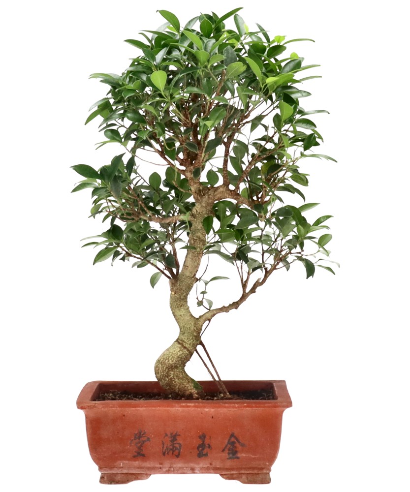 Ficus Retusa, env. 16 ans (53 cm)