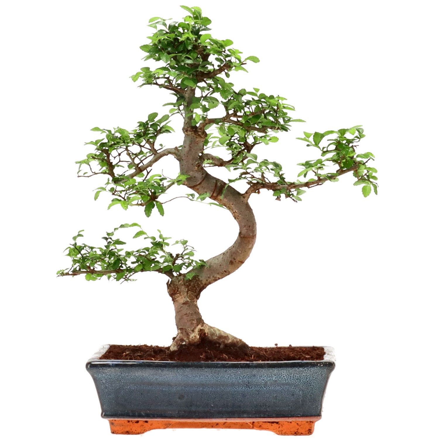 Chinese elm, approx. 14 y. (35 cm)