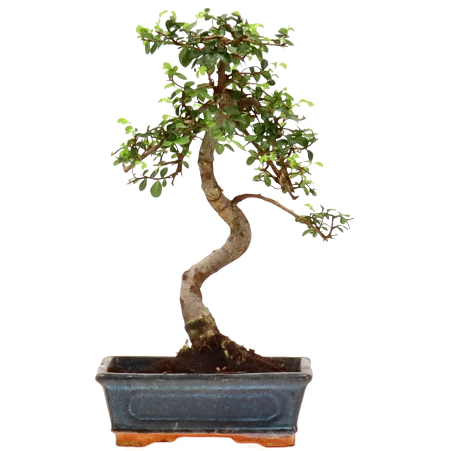 Chinese elm, approx. 9 y. (30 cm)