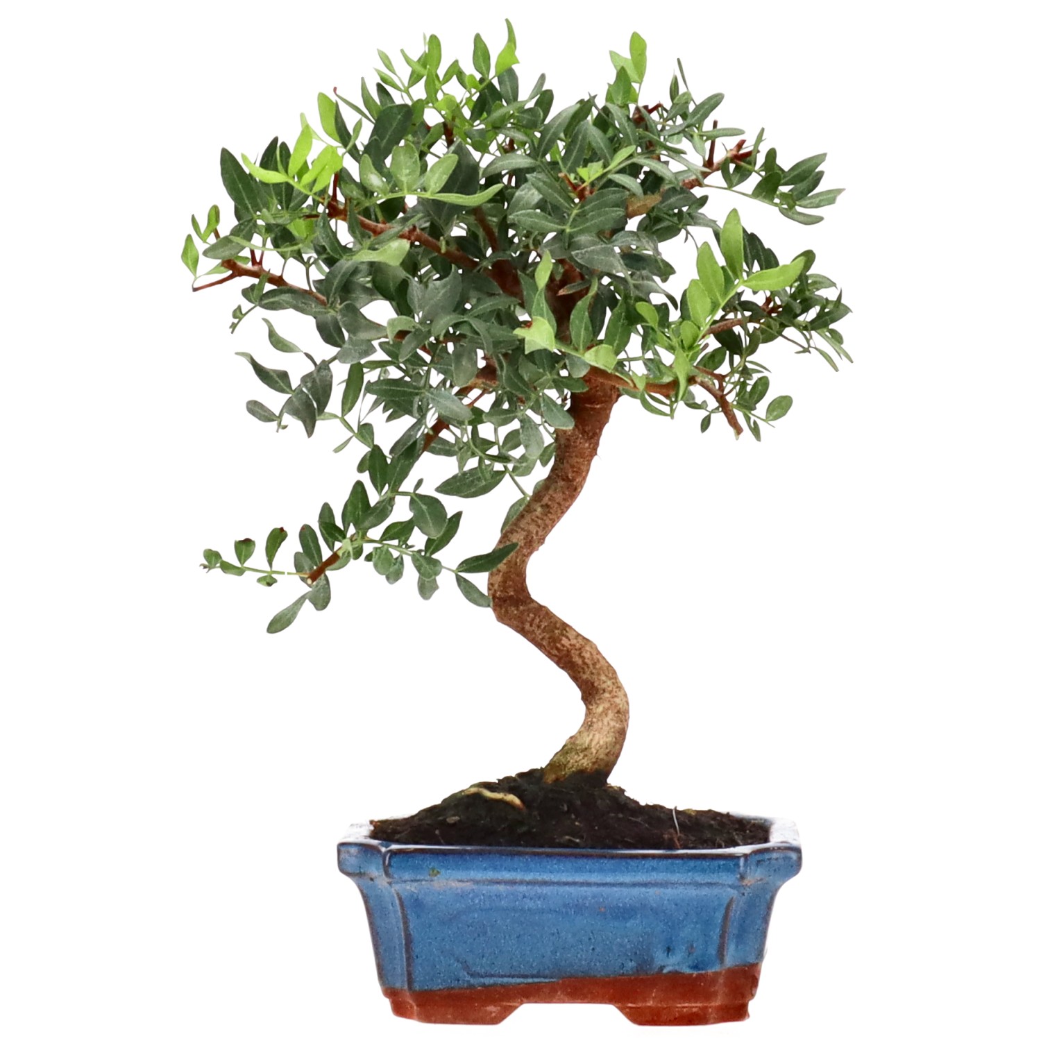 Pistacia vera, ca. 7 anni (24 cm)