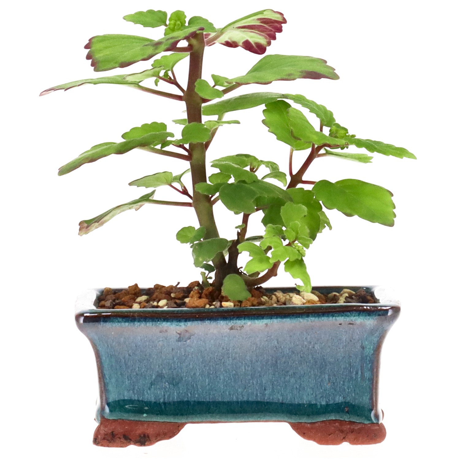 Bonsai mint / Bonsai spurflower, approx. 1 y. (11 cm)