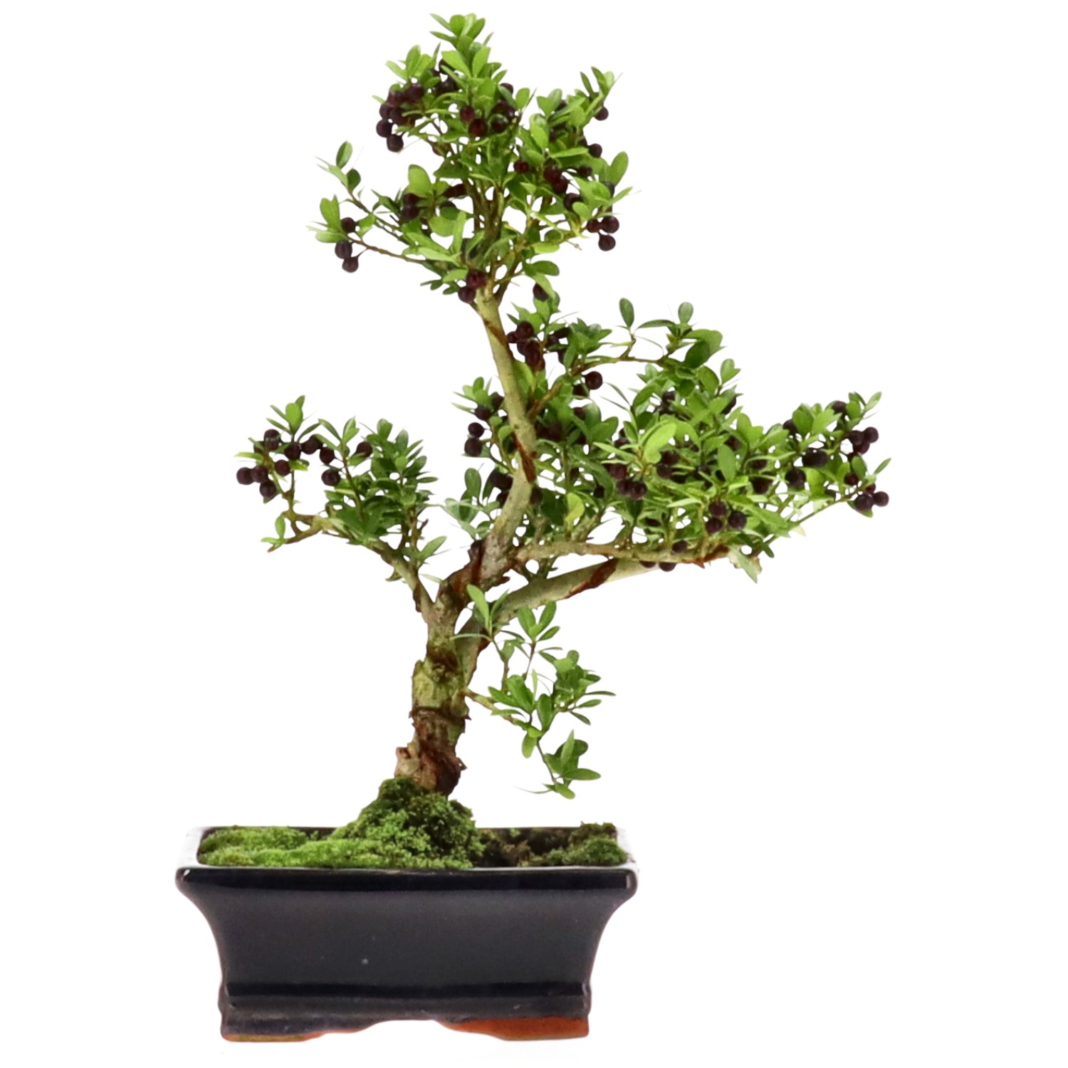 Japanese Holly, approx. 7 y. (26 cm)