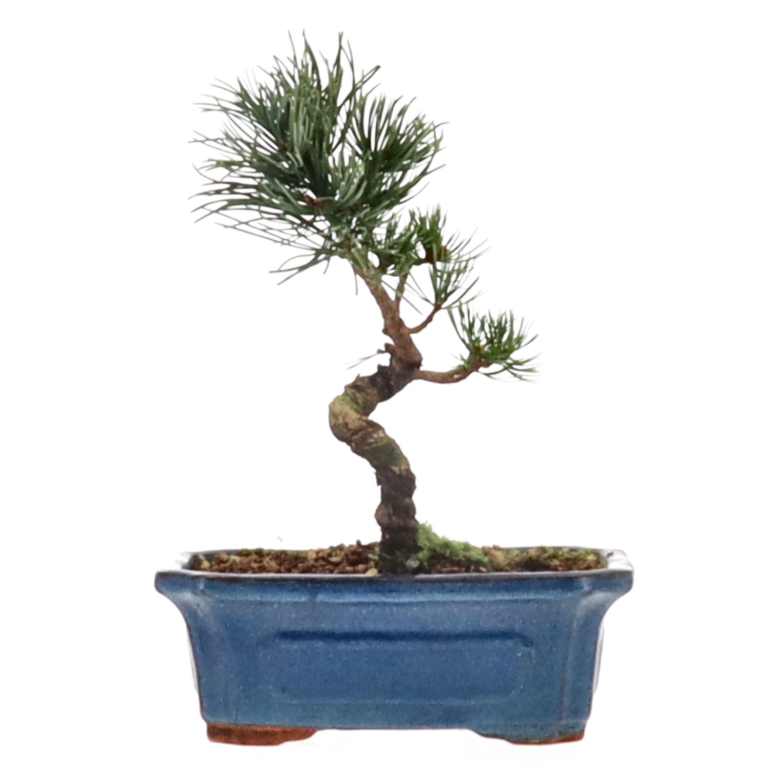 Japanese white pine, approx. 10 y. (21 cm)