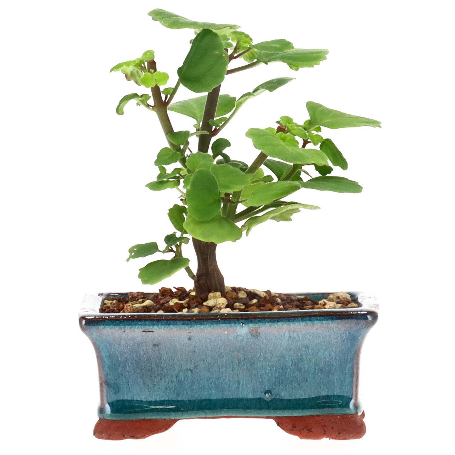 Bonsai mint / Bonsai spurflower, approx. 1 y. (12 cm)