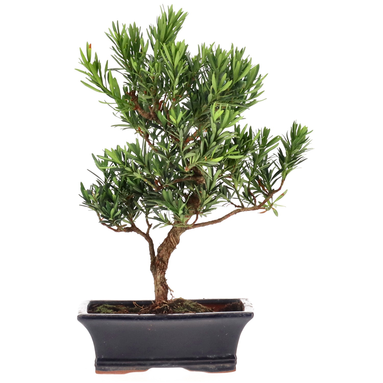 Buddhist pine, approx. 10 y. (32 cm)