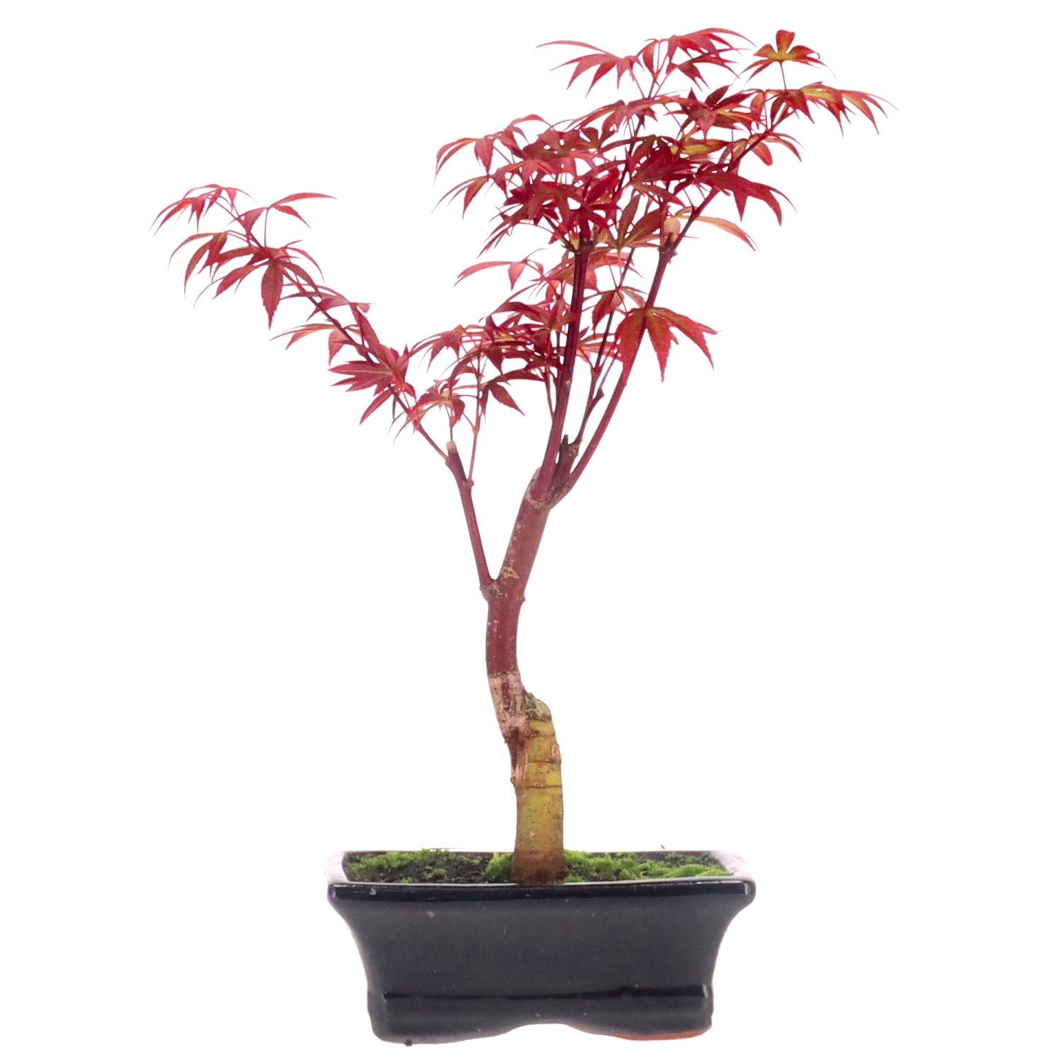 Acero rosso giapponese, ca. 7 anni (28 cm)