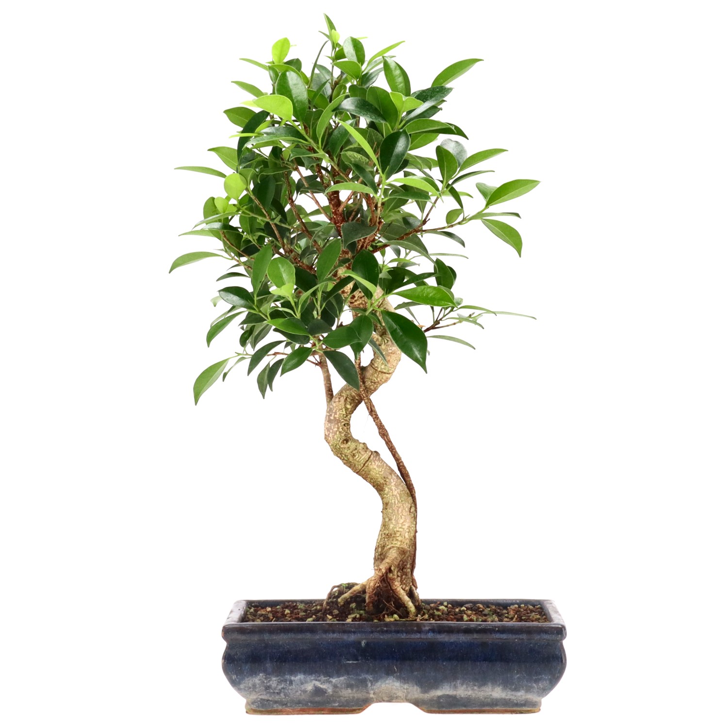 Ficus Retusa, env. 14 ans (43 cm)