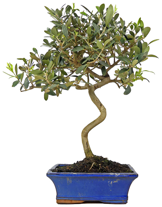 Olive, ca. 10 J. (38 cm)