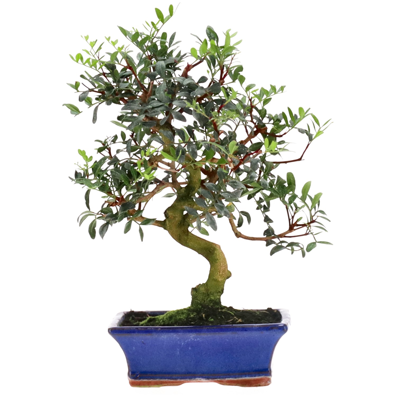 Pistacia vera, ca. 10 anni (32 cm)