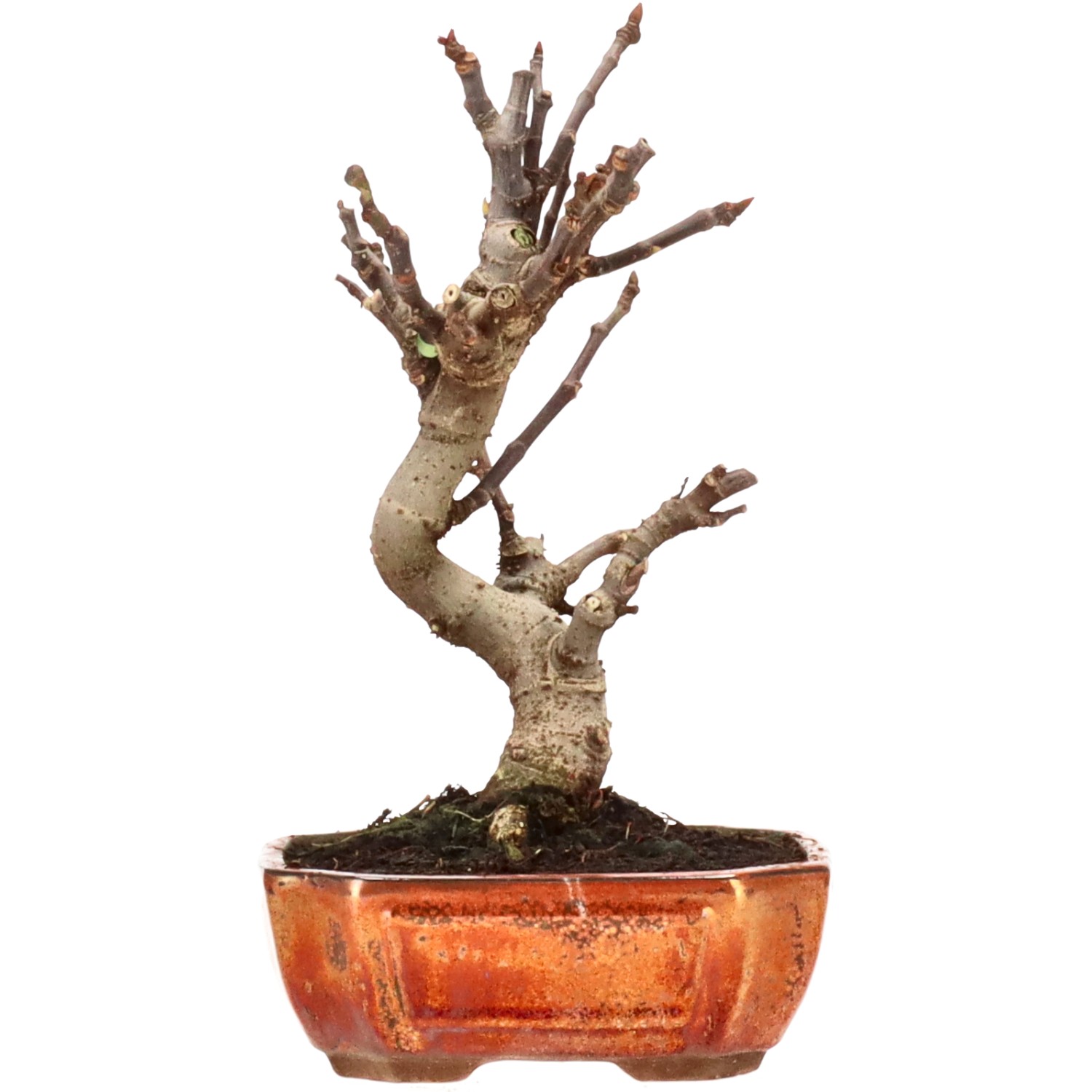 Ficus carica, ca. 10 anni (26 cm)