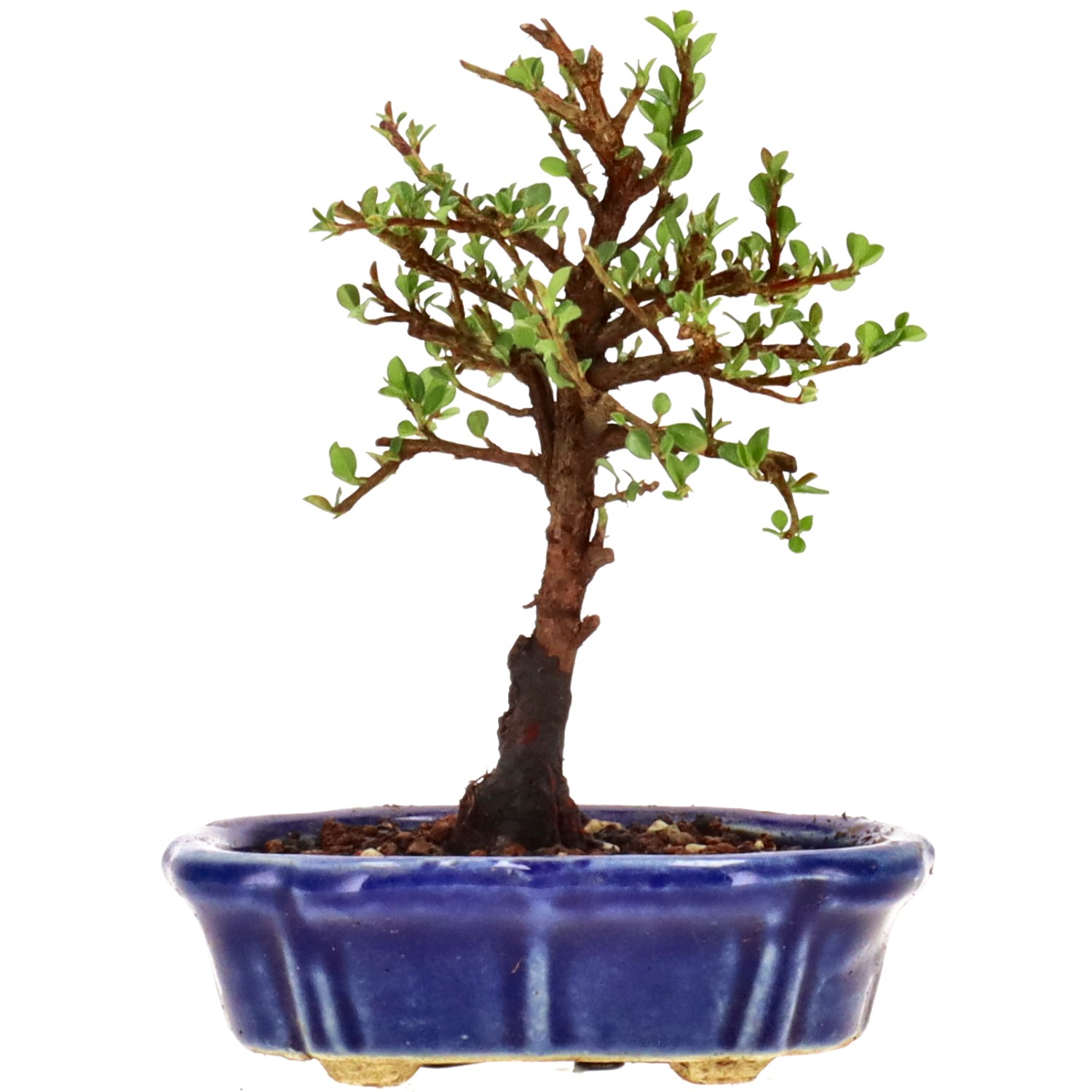 Cotoneaster microphylla, env. 3 ans (14 cm)