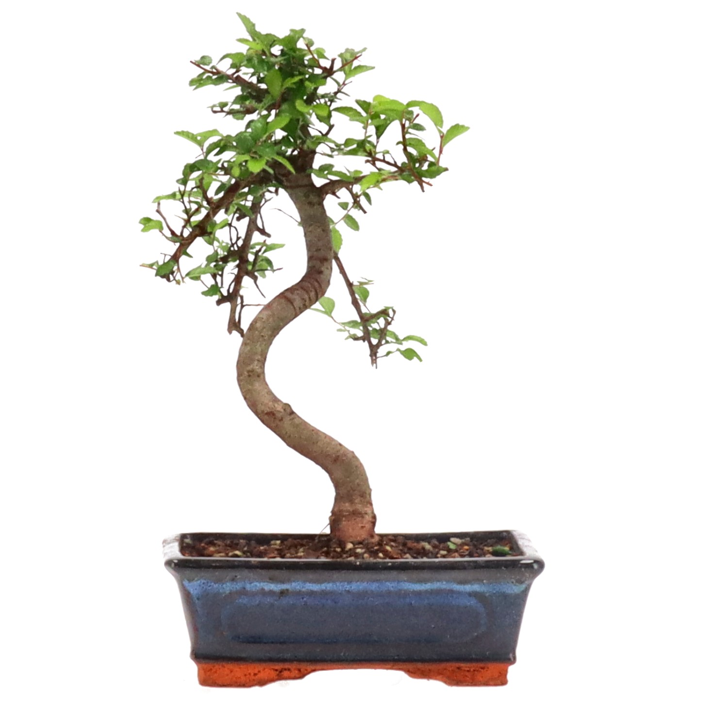 Chinese elm, ca. 9 y. (26 cm)