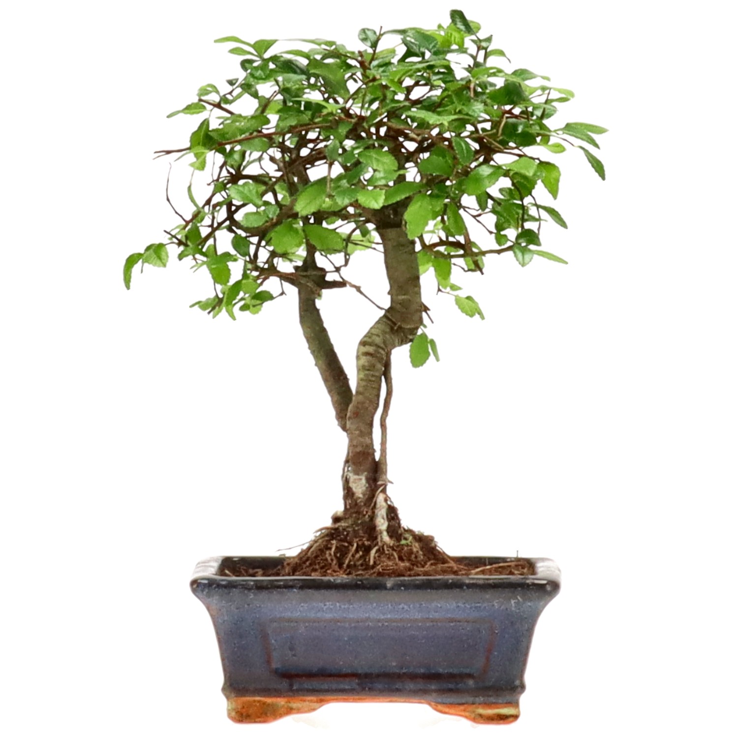 Chinese elm, approx. 7 y. (23 cm)