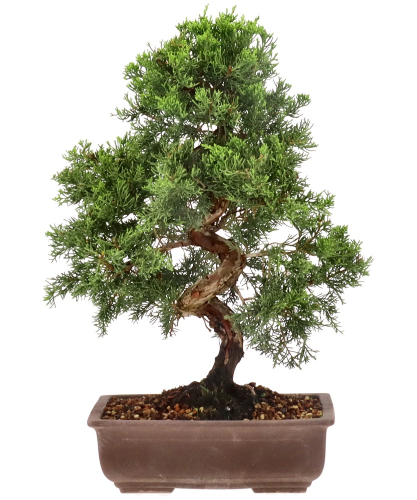 Chinese juniper, approx. 15 y. (39 cm)