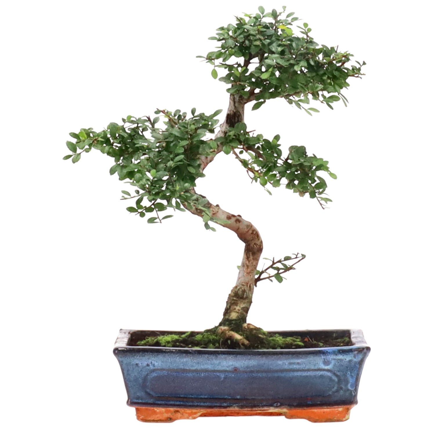 Chinese elm, approx. 12 y. (32 cm)