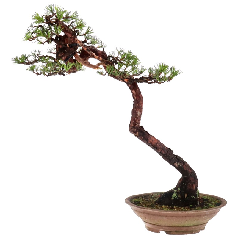 Pinus densiflora, ca. 50 anni (83 cm)