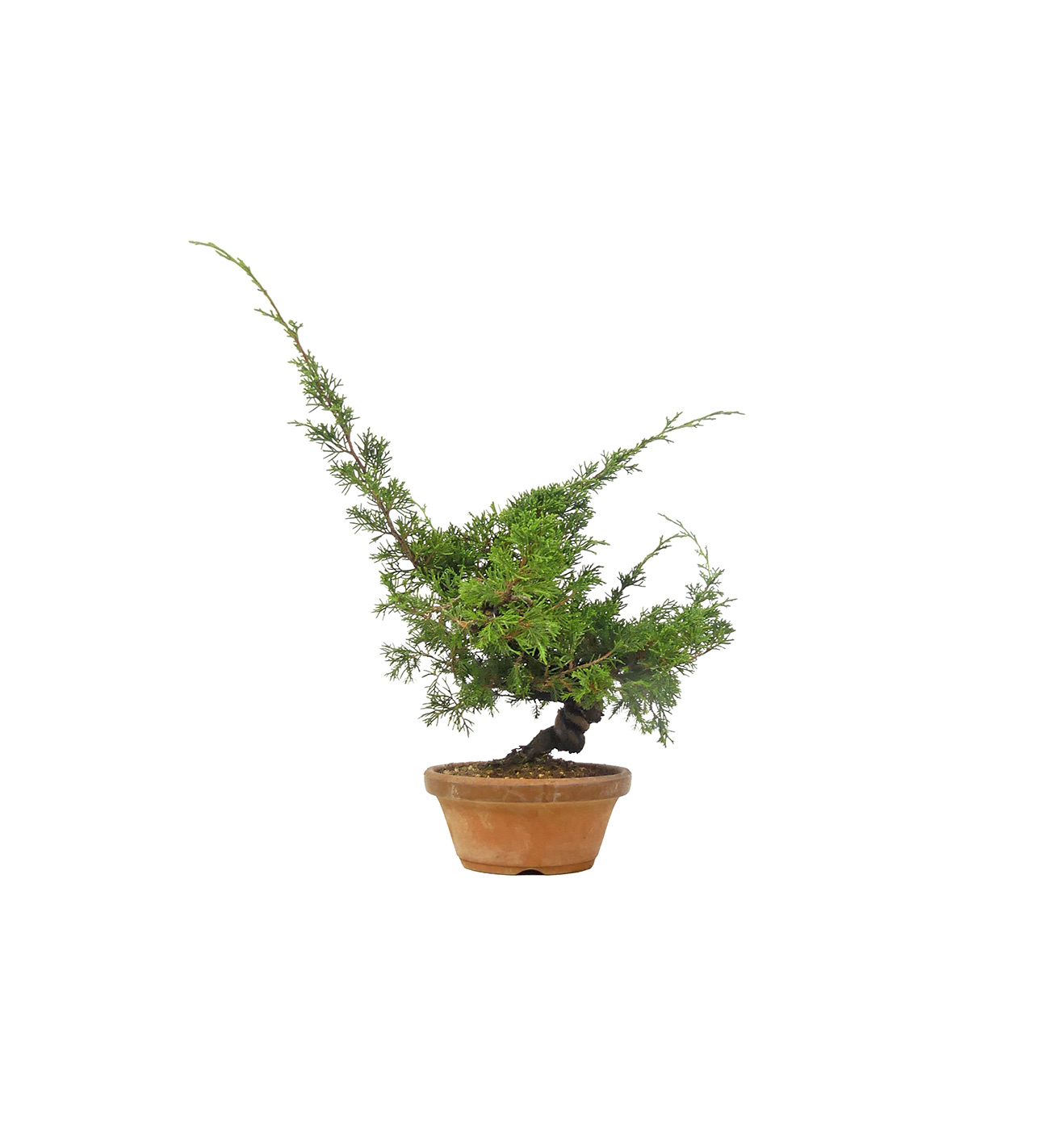 Chinese Juniper, ca. 20 years (21 cm)