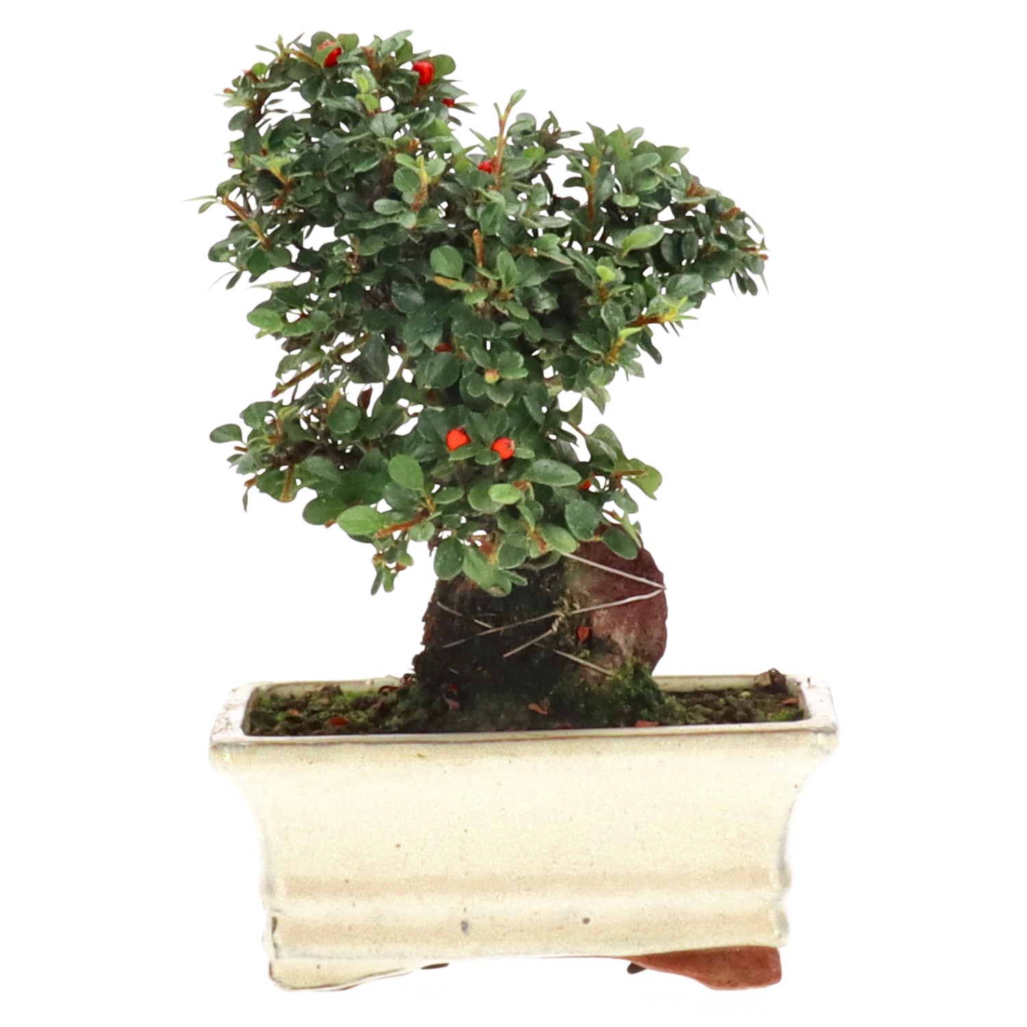 Cotoneaster, approx. 7 y. (18 cm)