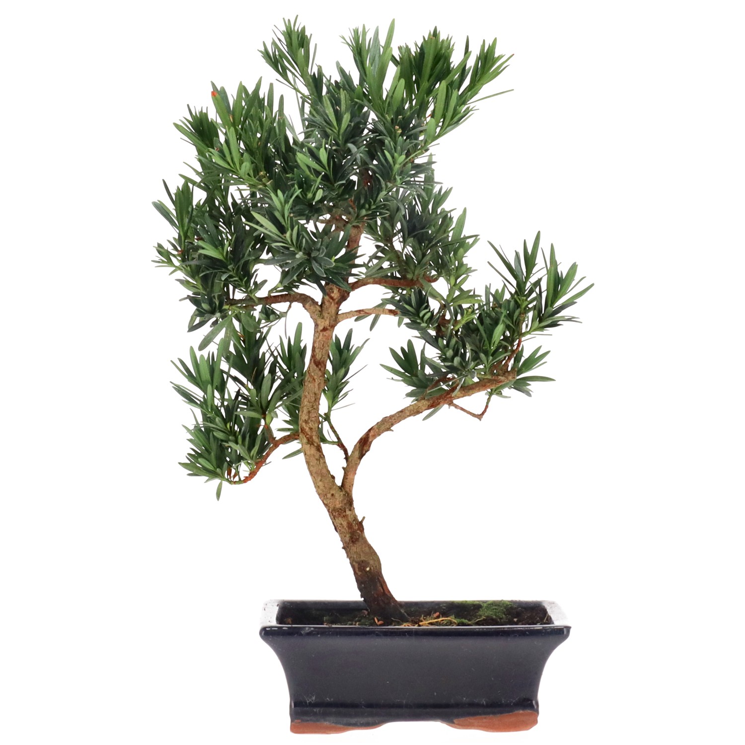 Buddhist pine, approx. 10 y. (36 cm)