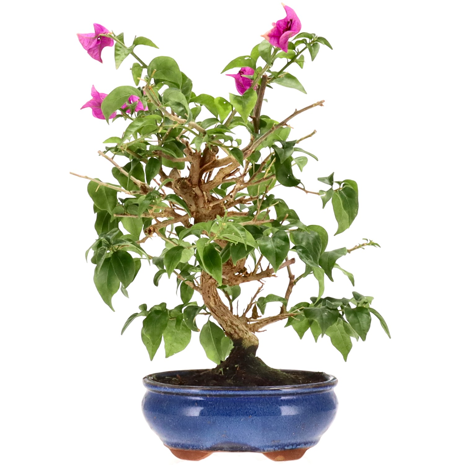 Bougainvillea (Drillingsblume), ca. 14 J. (34 cm)