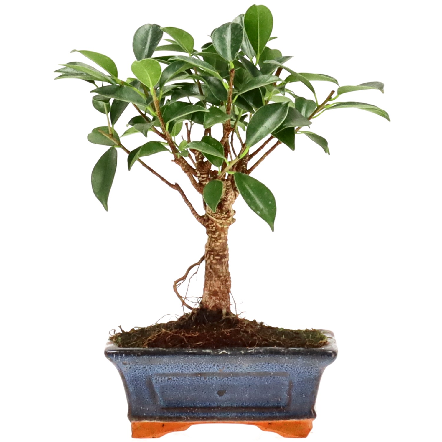 Ficus Retusa, env. 8 ans (21 cm)