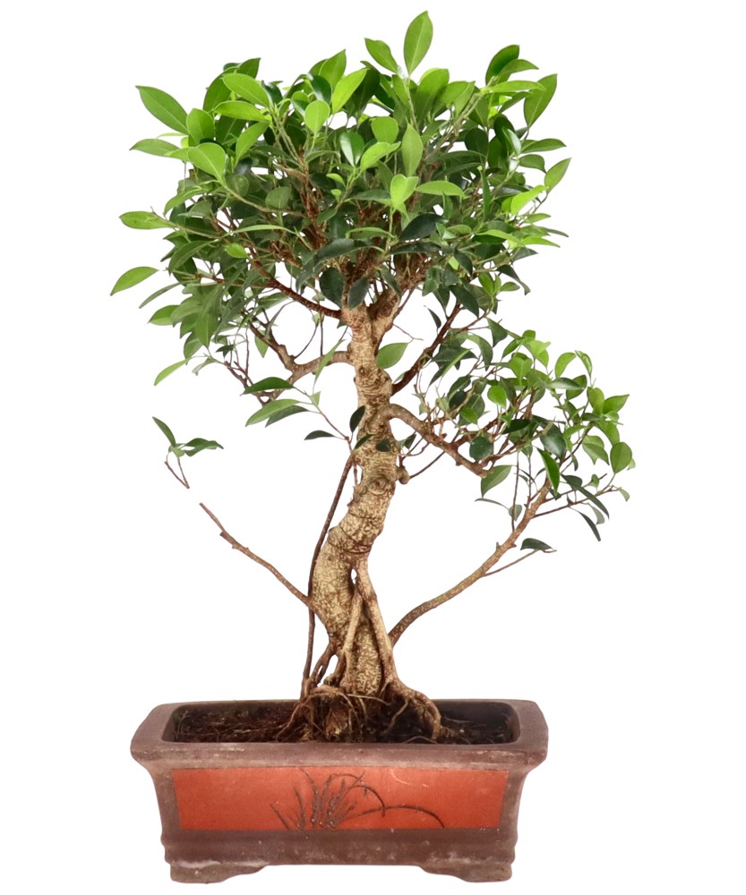 Ficus Retusa, env. 18 ans (57 cm)