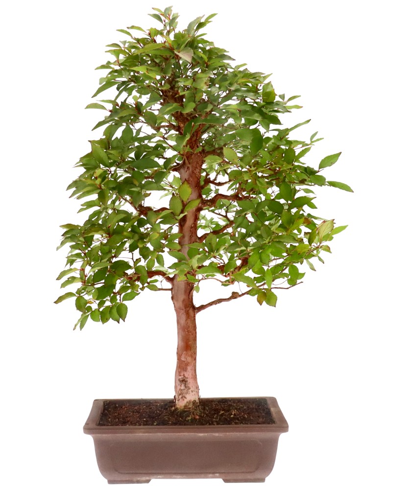 Stewartia faux-camellia, env. 25 ans (82 cm)