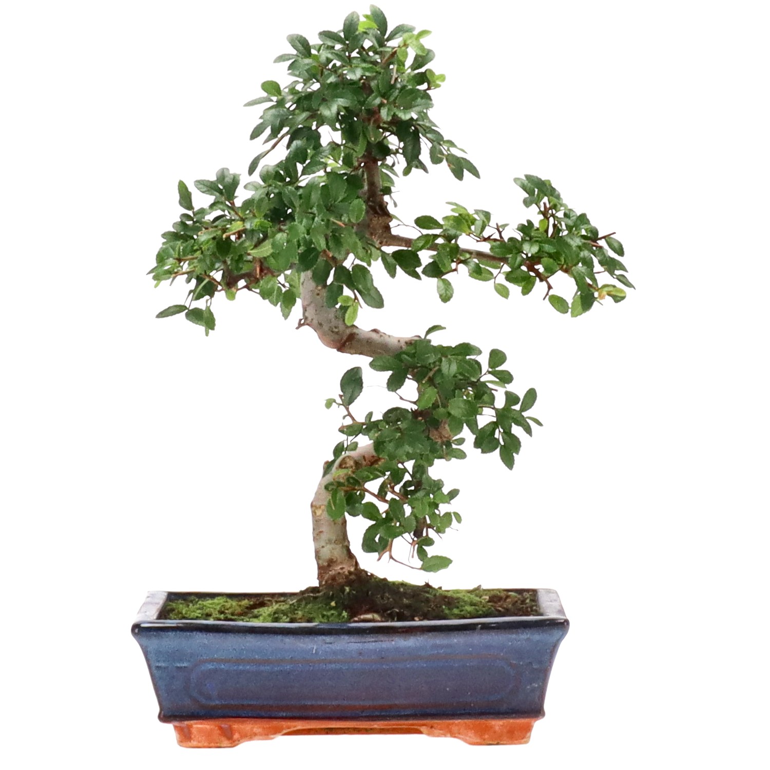 Chinese elm, approx. 12 y. (34 cm)