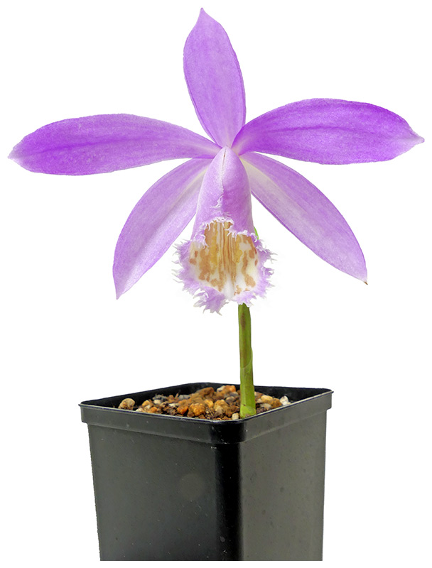 Taiwan-Orchidee, ca. 2 Jahre(5-20cm)