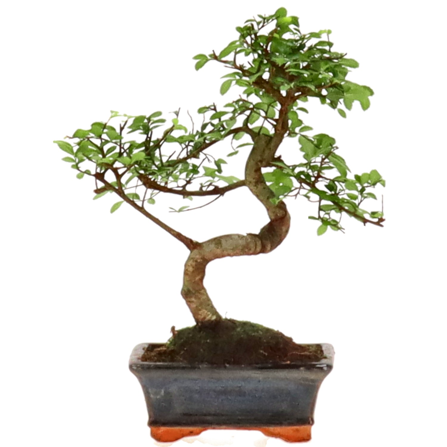 Chinese elm, approx. 7 y. (26 cm)