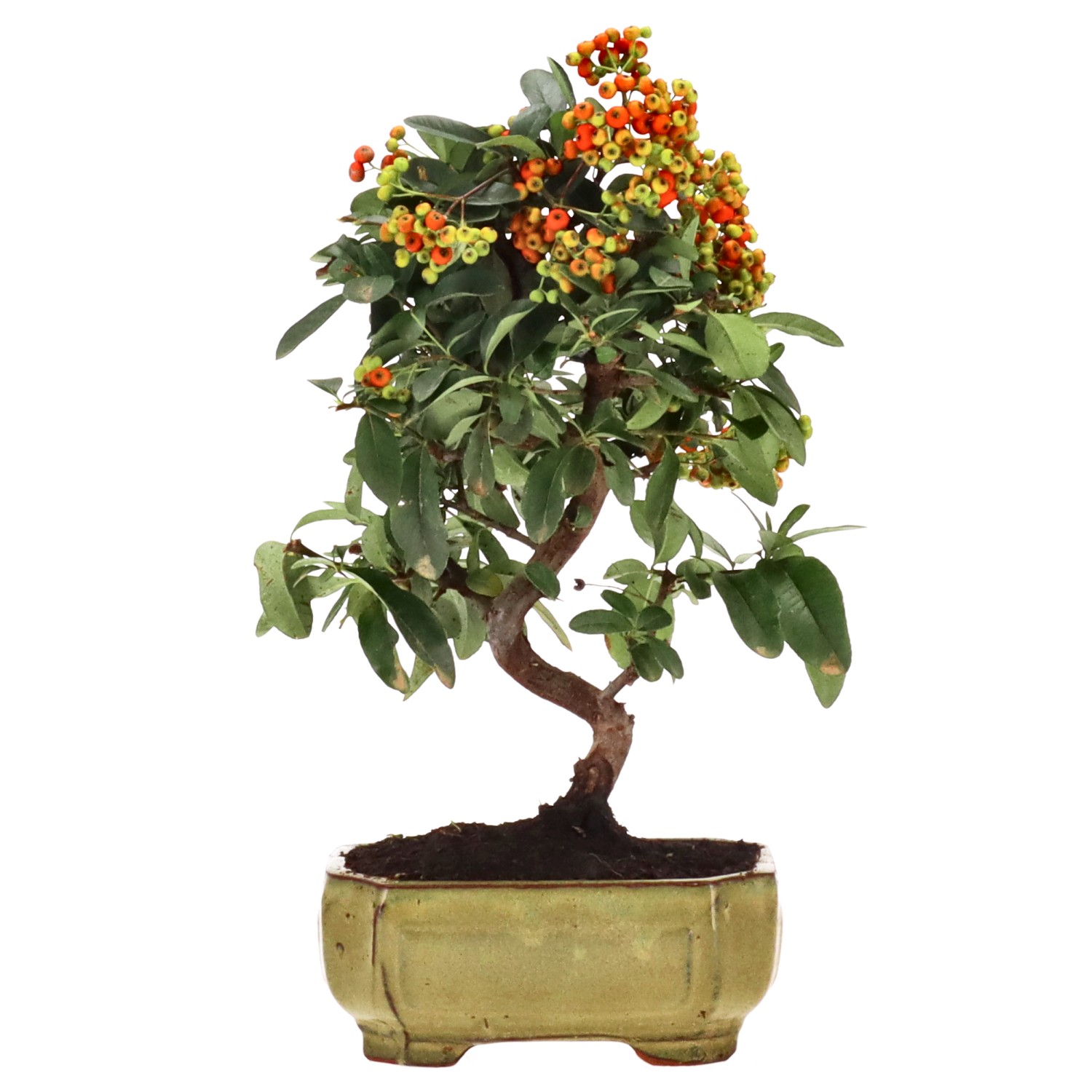 Firethorn, approx. 7 y. (27 cm)