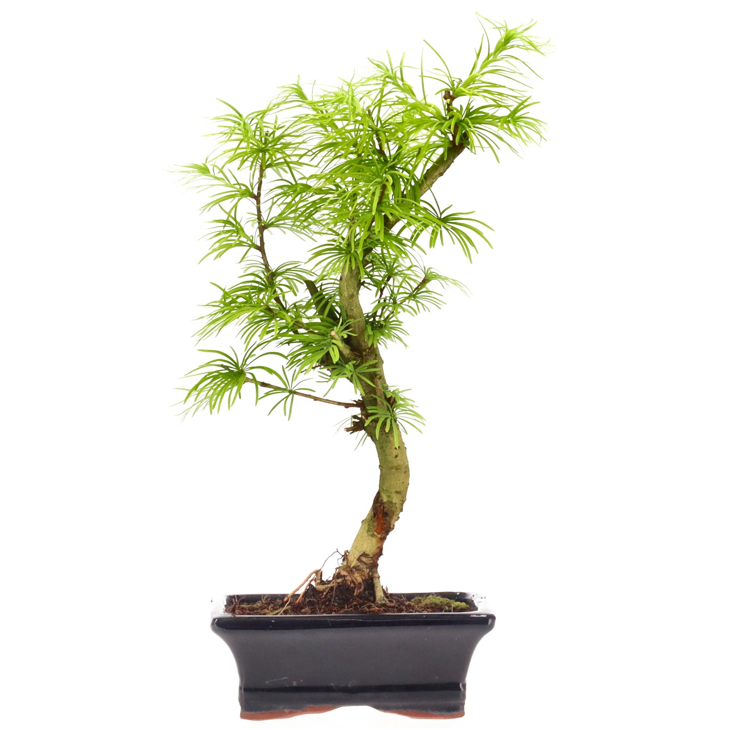 Golden Larch, approx. 7 y. (30 cm)