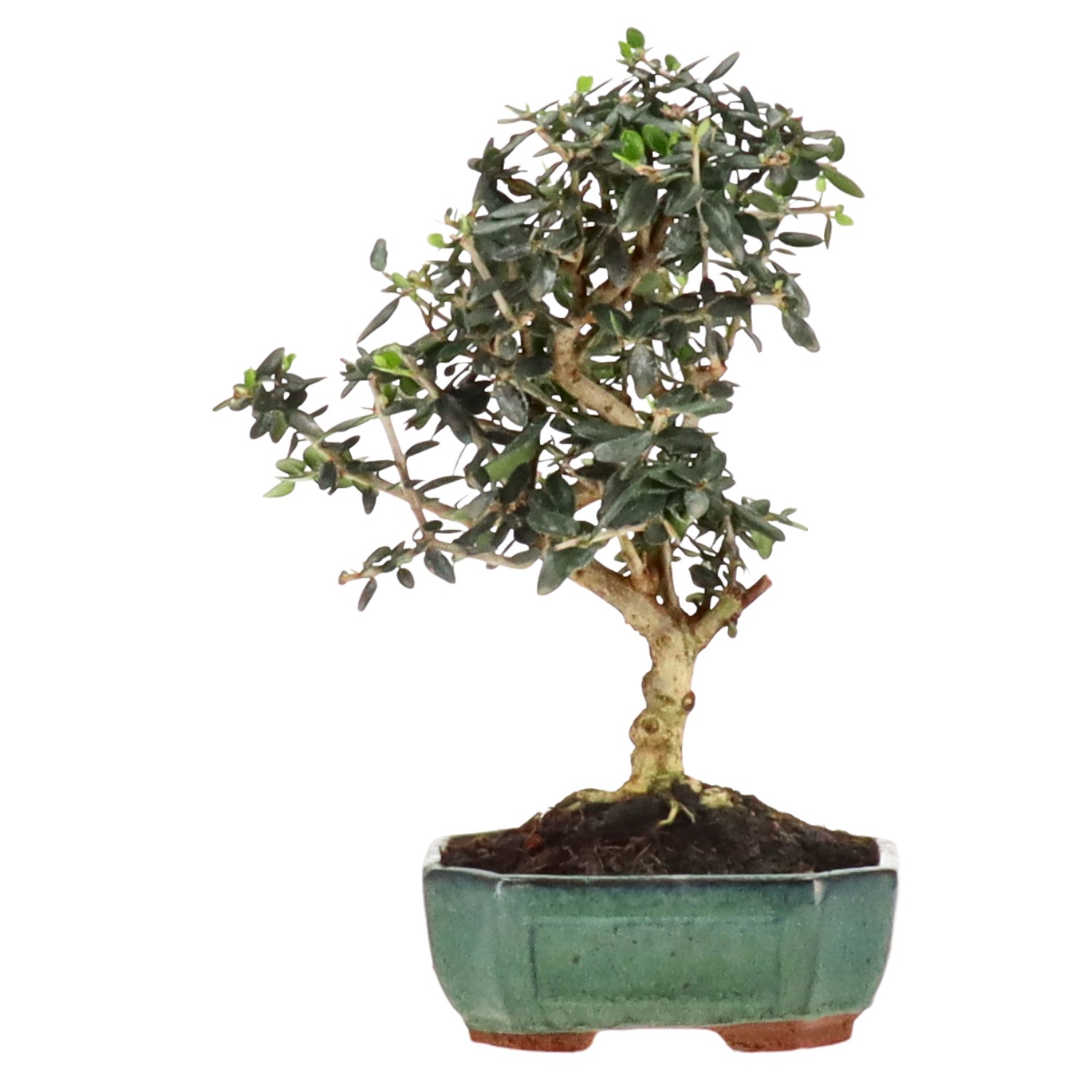 Olea sylvestris, ca. 8 anni (27 cm)