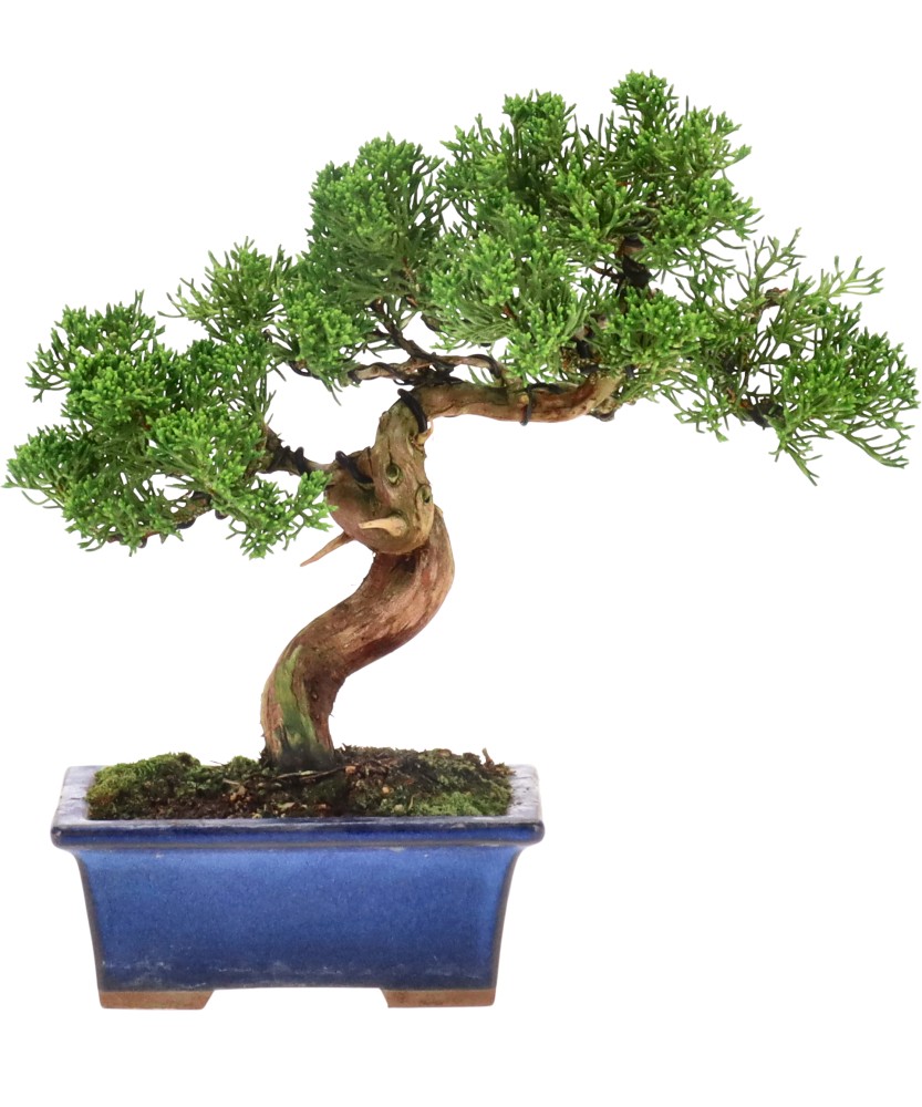 Chinese juniper, approx. 12 y. (20 cm)