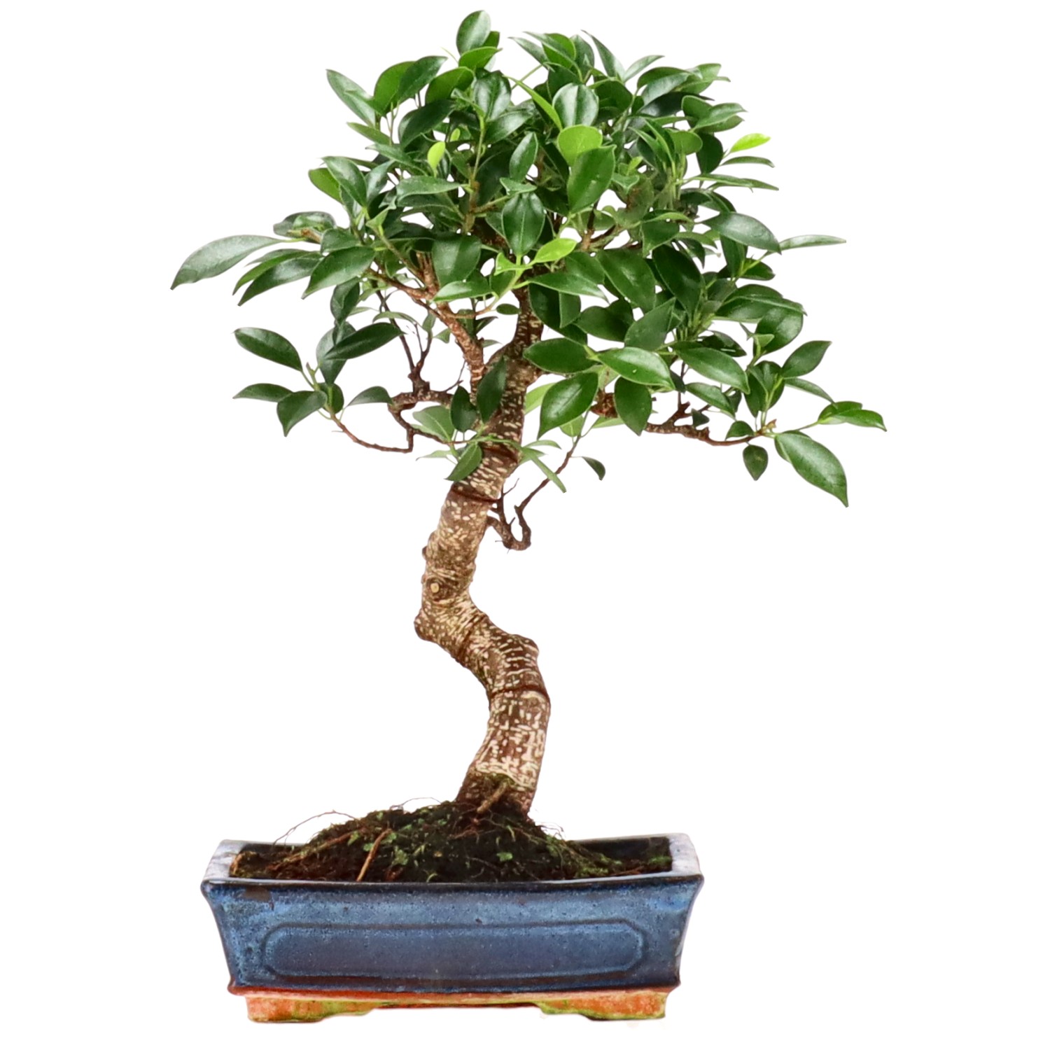 Indian Laurel, approx. 12 y. (38 cm)